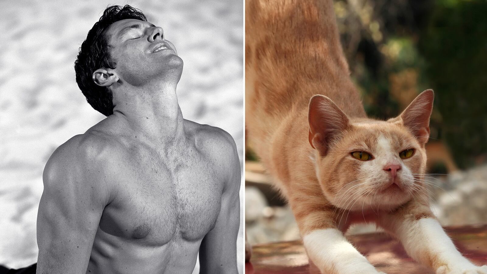 galleries/2015/09/06/pin-ups-v-kittens-who-would-you-rather-cuddle/150904-man-cat2_zxgudc