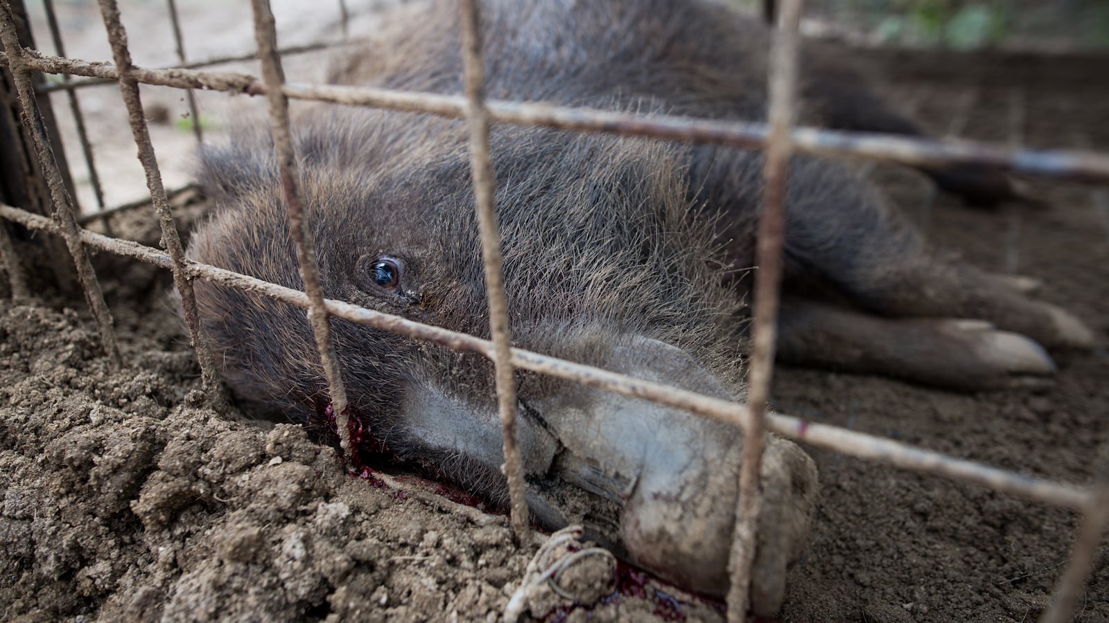Wild boar laying down in a cage