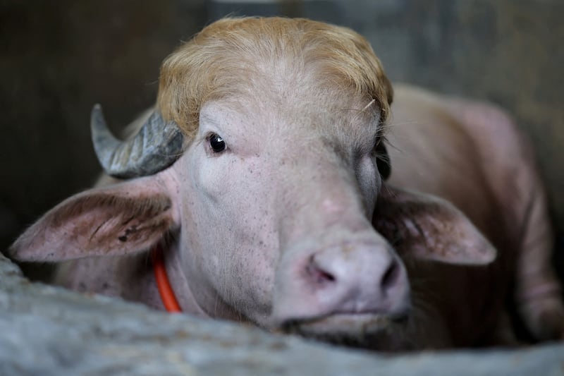 FILE PHOTO: A sacrificial albino buffalo named after U.S. President Donald Trump which recently went viral, is pictured at an agro farm ahead of Eid-al-Adha, in Narayanganj, Bangladesh, May 20, 2026. REUTERS/Mohammad Ponir Hossain/File Photo