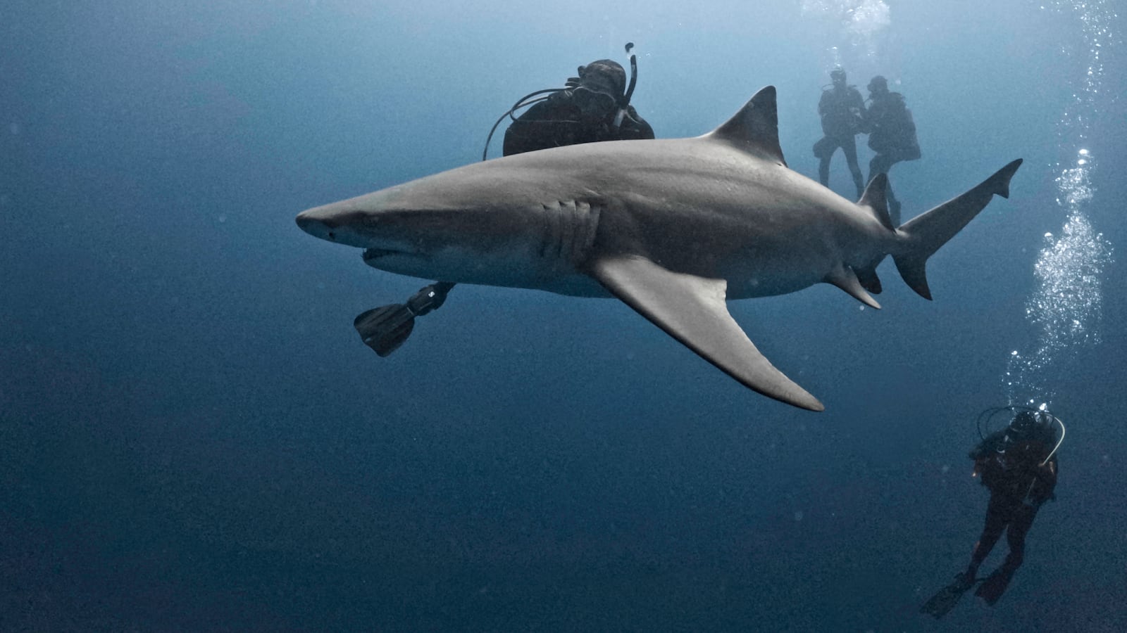 Colleen Monfore, 68, from South Dakota, is feared to have been killed in a shark attack after going missing on Sept. 26 off the coast of Indonesia’s Pulau Reong island.