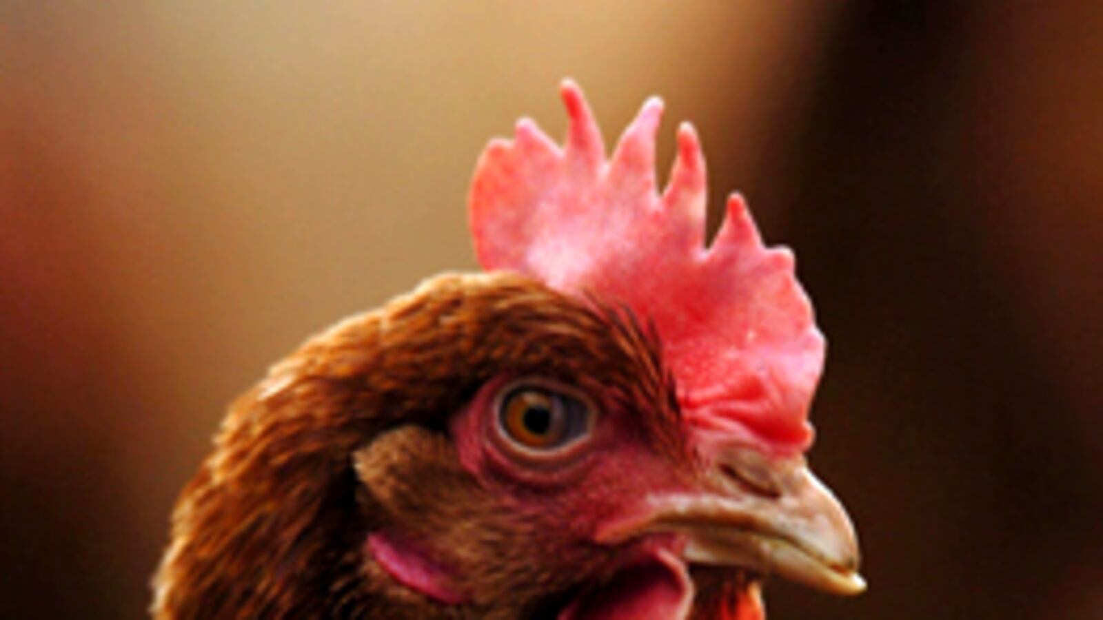 cheats/2009/04/21/chicken-poo-goes-green/chicken_ablx24