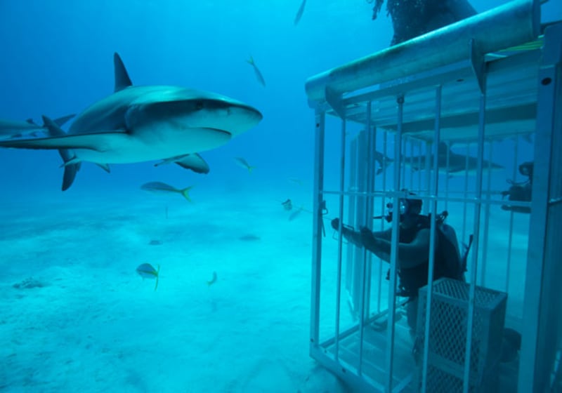 galleries/2010/06/29/shark-week/shark-week---4_ft8rxy