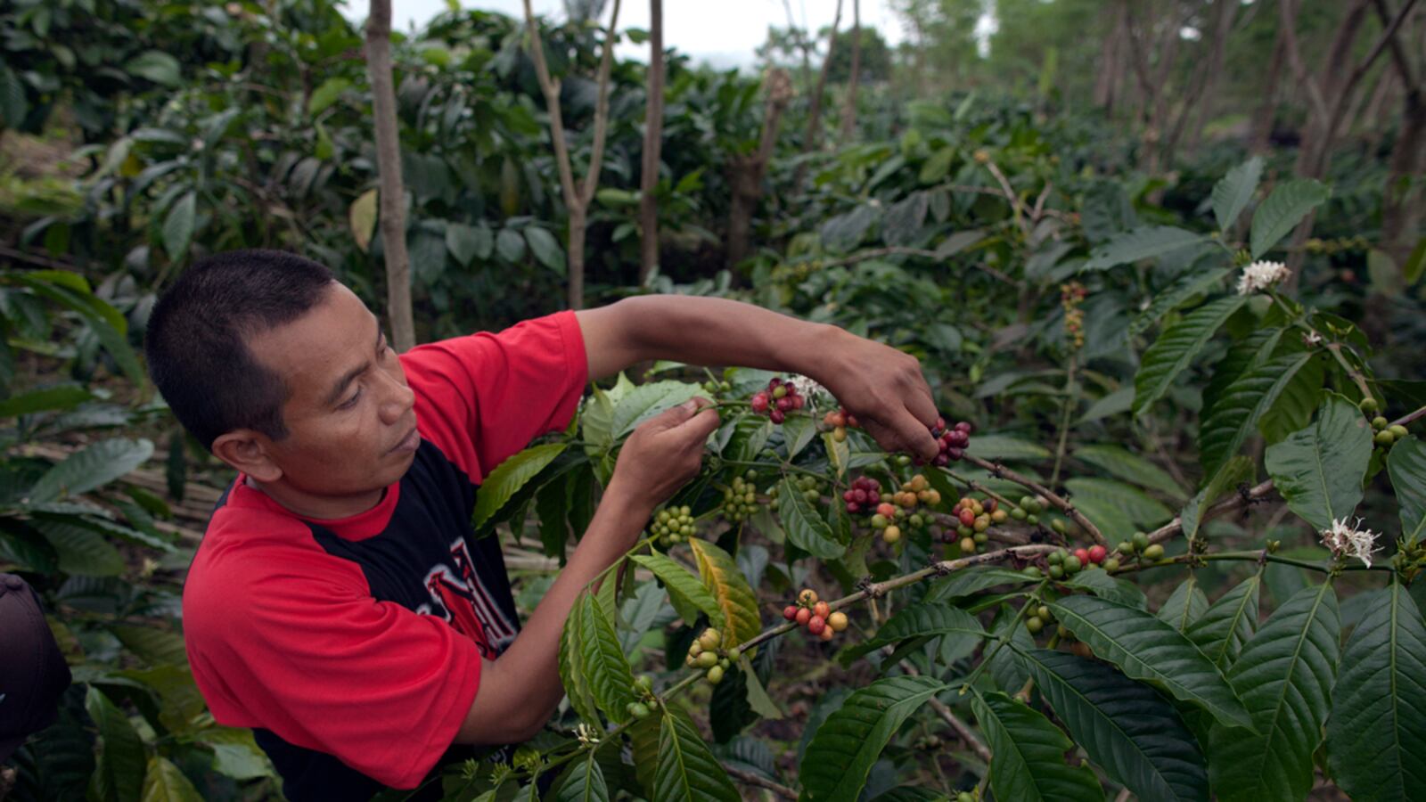 cheats/2011/10/14/starbucks-climate-change-threatens-coffee/coffee-farm-global-warming-cheat_ic5hm8