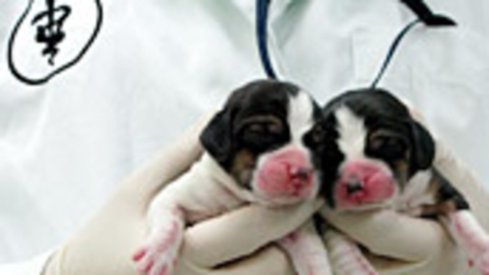 articles/2009/04/16/does-research-really-need-human-embryos-and-cloning/condic-stem-cells_22671_gmctro