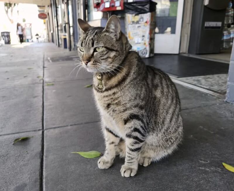 The feline was affectionately nicknamed "the Ambassador of 16th Street"