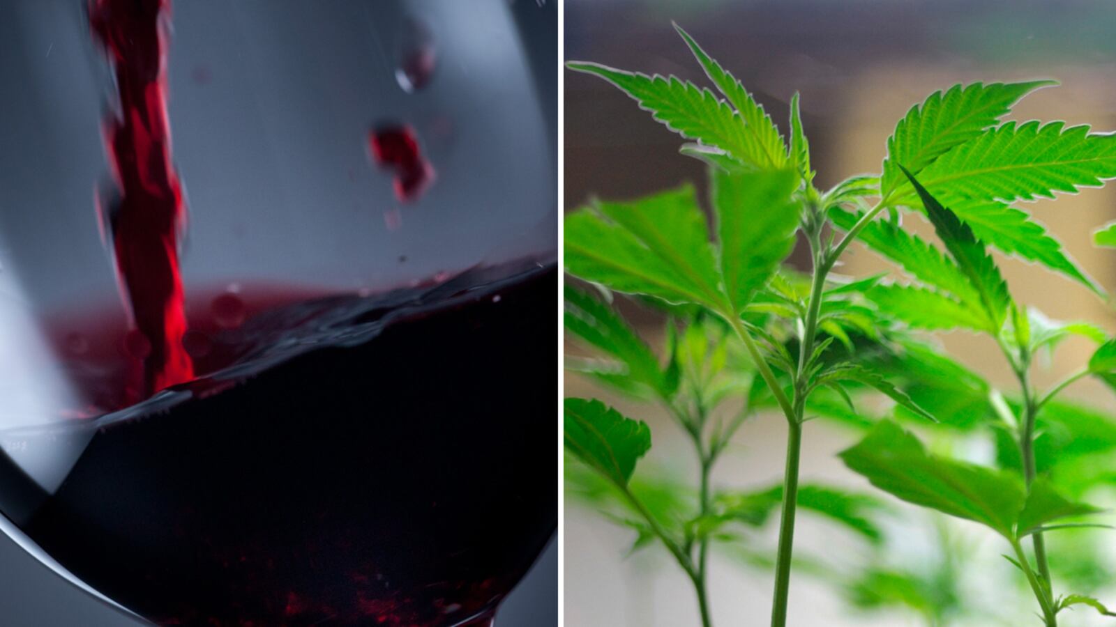 articles/2012/04/14/marijuana-laced-wine-grows-more-fashionable-in-california-wine-country/potwine-steinberger-tease_ic82zk
