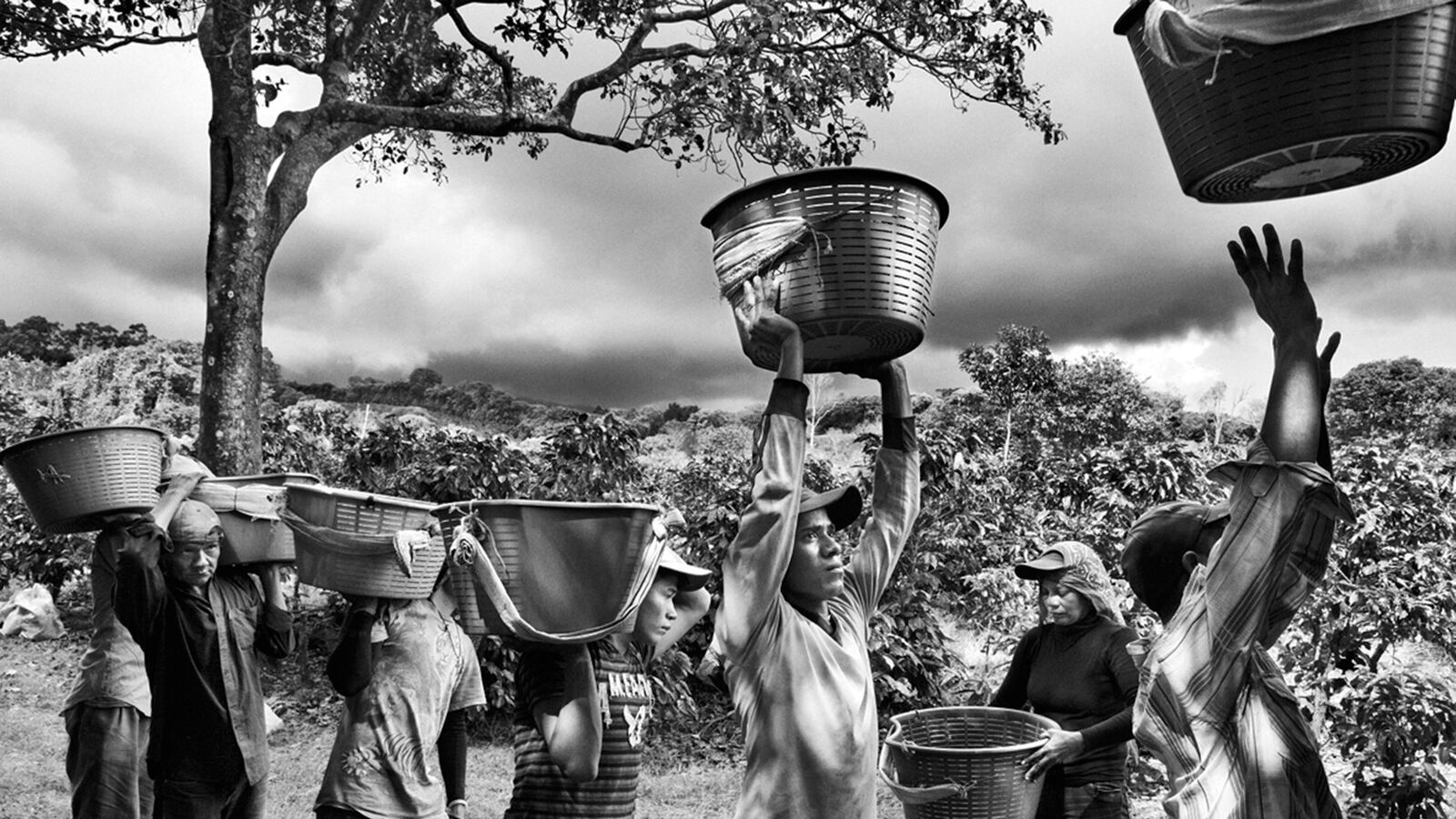 galleries/2015/10/11/sebasti-o-salgado-chronicles-coffee-plantations-photos/131202-salgado-coffee02_pmpxun