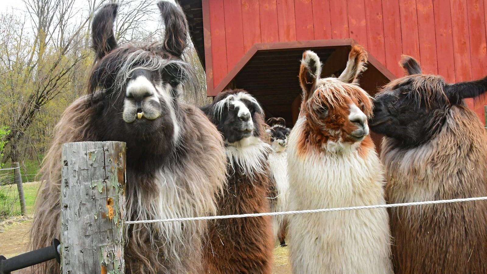 Llamas are seen outside their barn at Wunsapana Farm on Wednesday, May 6, 2020 in Guilderland, N.Y.