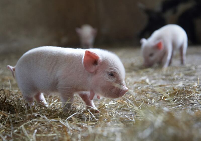 galleries/2010/11/09/which-pets-live-the-longest/pets---miniature-pig_rannkd