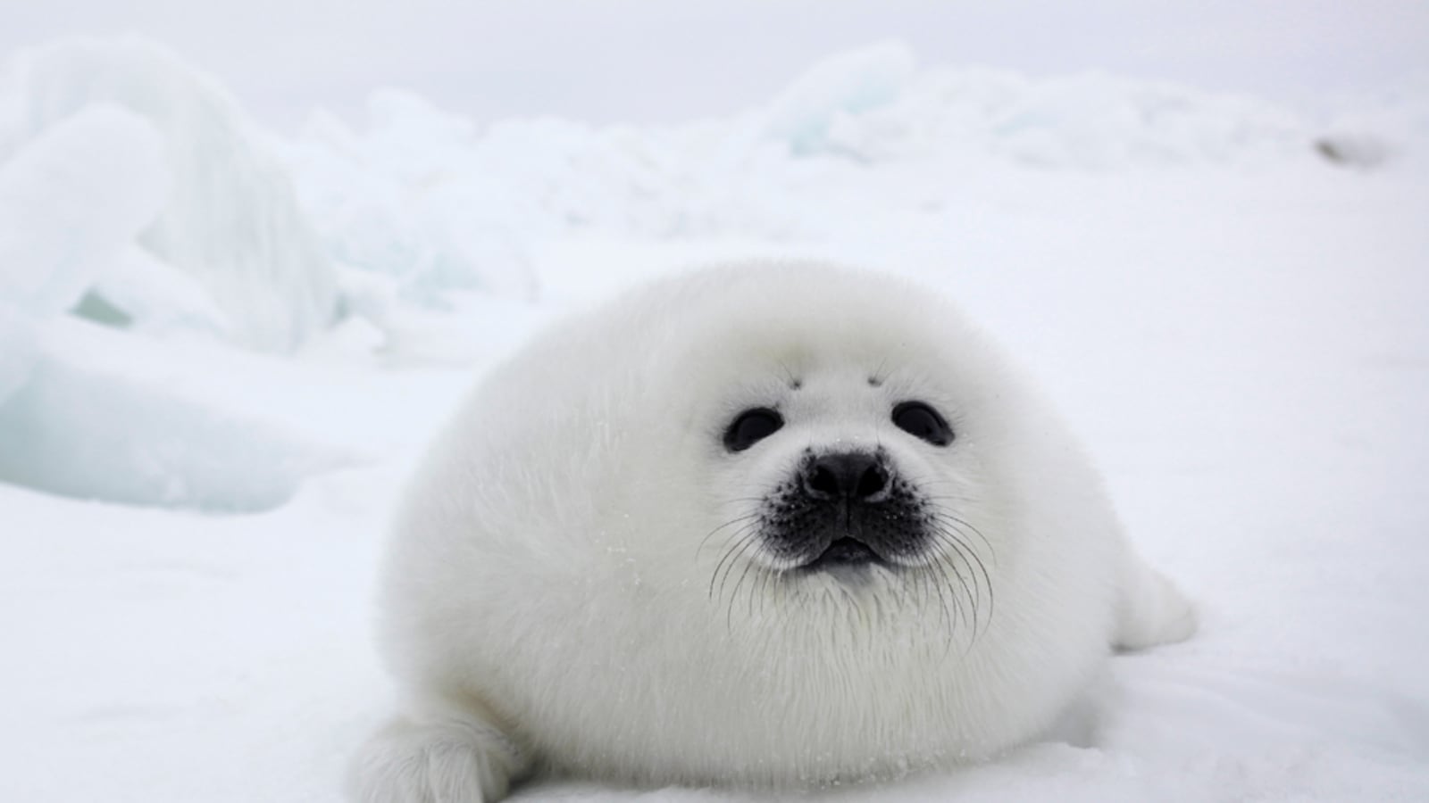 galleries/2011/05/05/cute-seals/cute-seals-4_owyiga