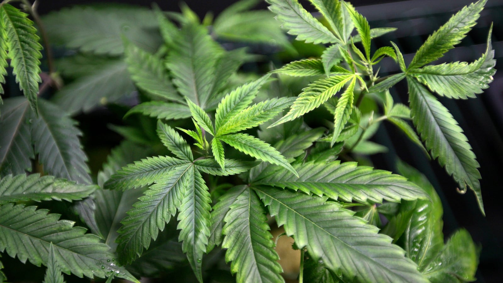 180131-san-fran-weed-convictions-cheat_dsin6t