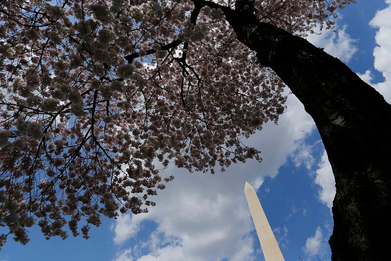 galleries/2014/04/10/now-it-s-really-spring-cherry-blossoms-are-at-their-peak-photos/140409-cherryb-3_ln8tsf
