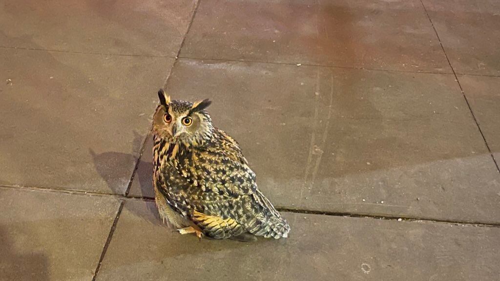 FoAzxOyWAAIDOEj_om8j8w