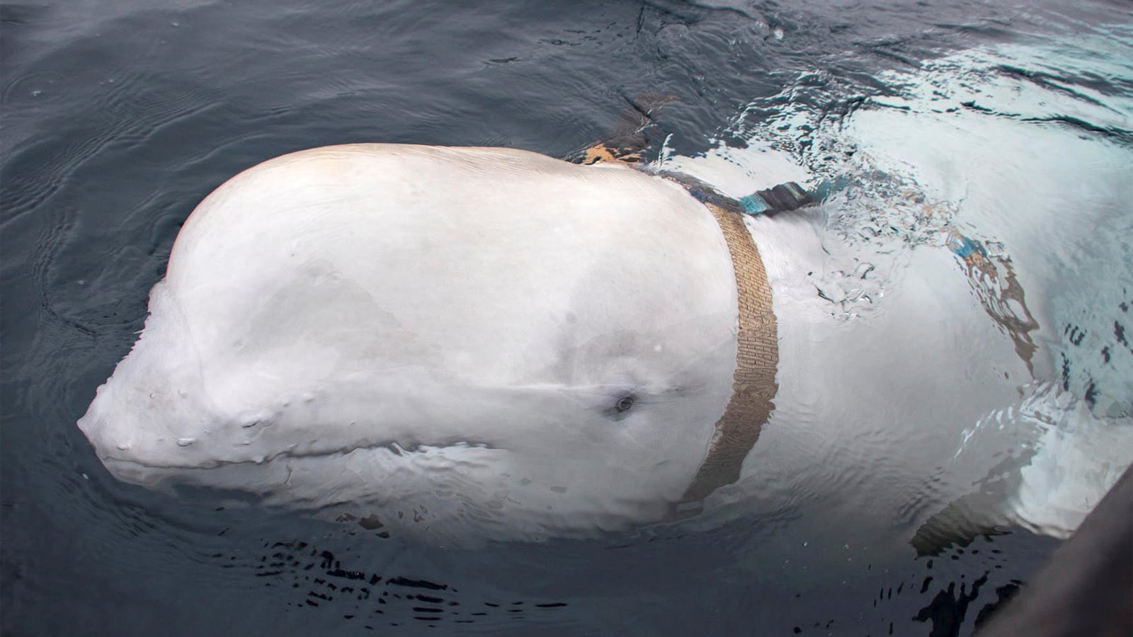 Hvaldimir, a beluga whale discovered in Norway.