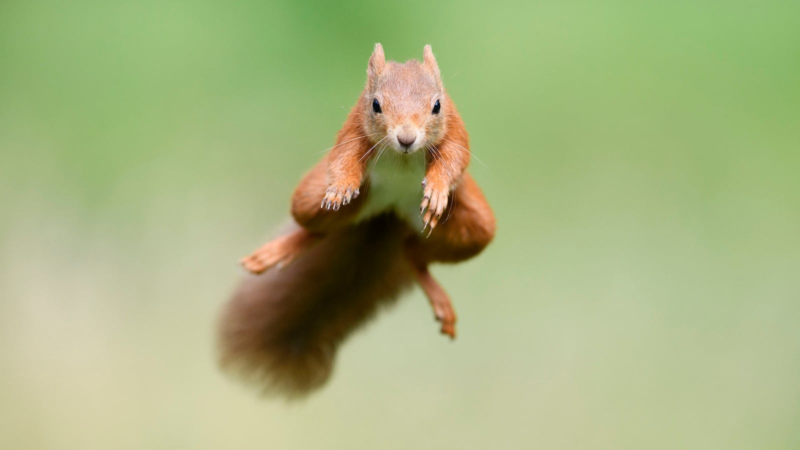 squirrel_leap_gi8s3f
