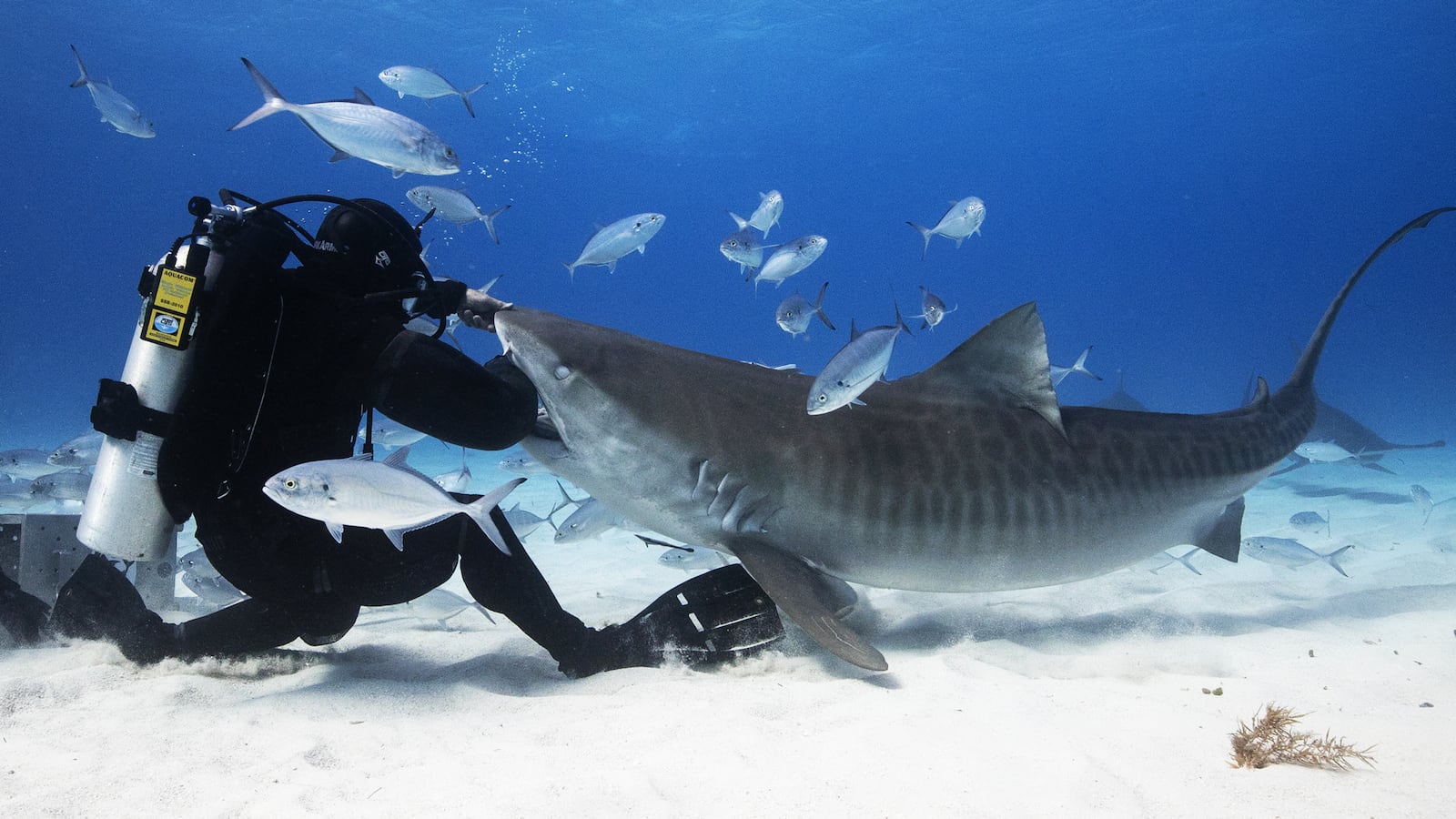 190710-Stern-Jeremiah-Sullivan-tease_c8nani