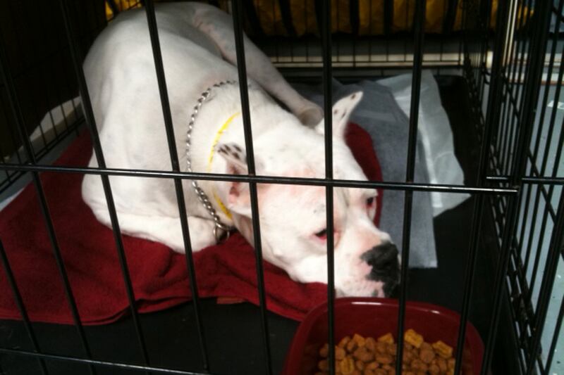 articles/2013/05/23/the-twister-stole-my-pet-how-cats-dogs-and-a-donkey-survived-oklahoma/130522-pelisek-animals2-embed_dbhciv