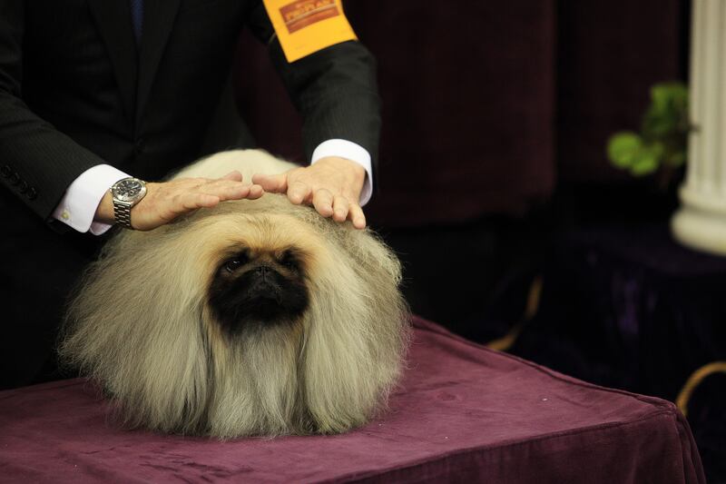 galleries/2014/02/12/westminster-parade-of-purebreds-photos/westminster-gal-07_c9xcjy