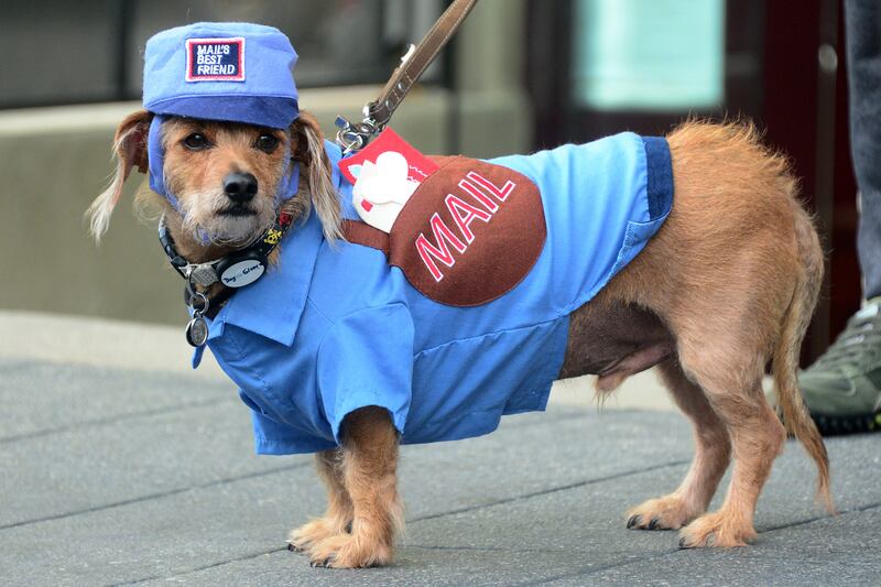 galleries/2014/10/28/happy-howl-o-ween-spooky-animals-that-will-make-you-smile/141027-pet-costumes-04_kafhnt