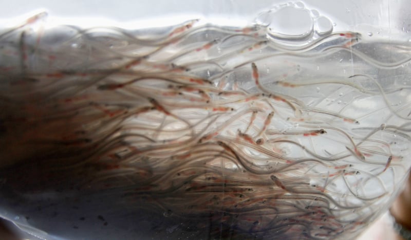 galleries/2014/07/20/confiscated-contraband-animals-in-airports/140717-airport-confiscated-4_covizm