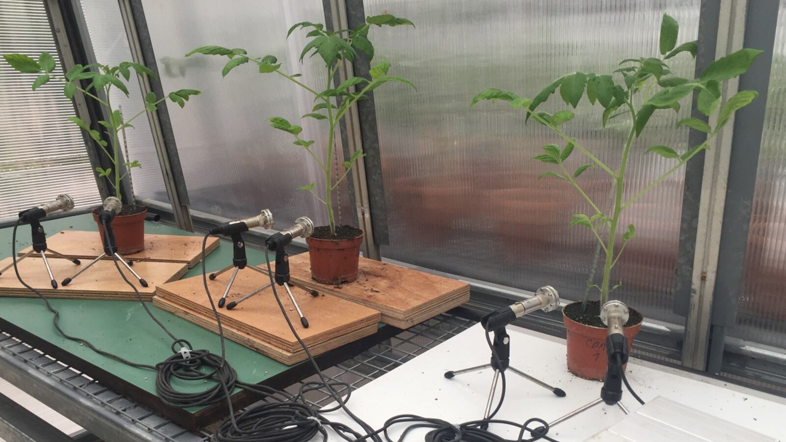 Photo_of_tomato_plants_being_recorded_in_a_greenhouse_CREDIT_Ohad_Lewin-Epstein_d3grve
