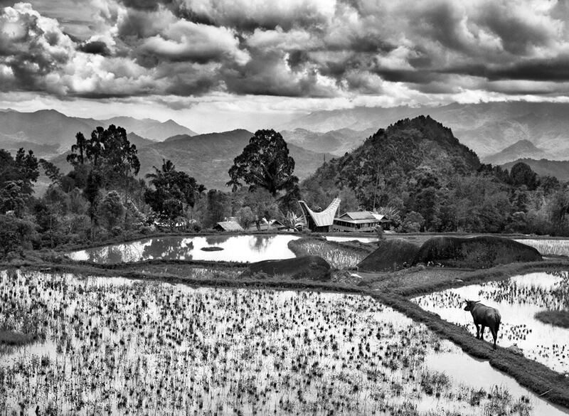galleries/2015/10/11/sebasti-o-salgado-chronicles-coffee-plantations-photos/141203-salgado-coffee07_sotlcl