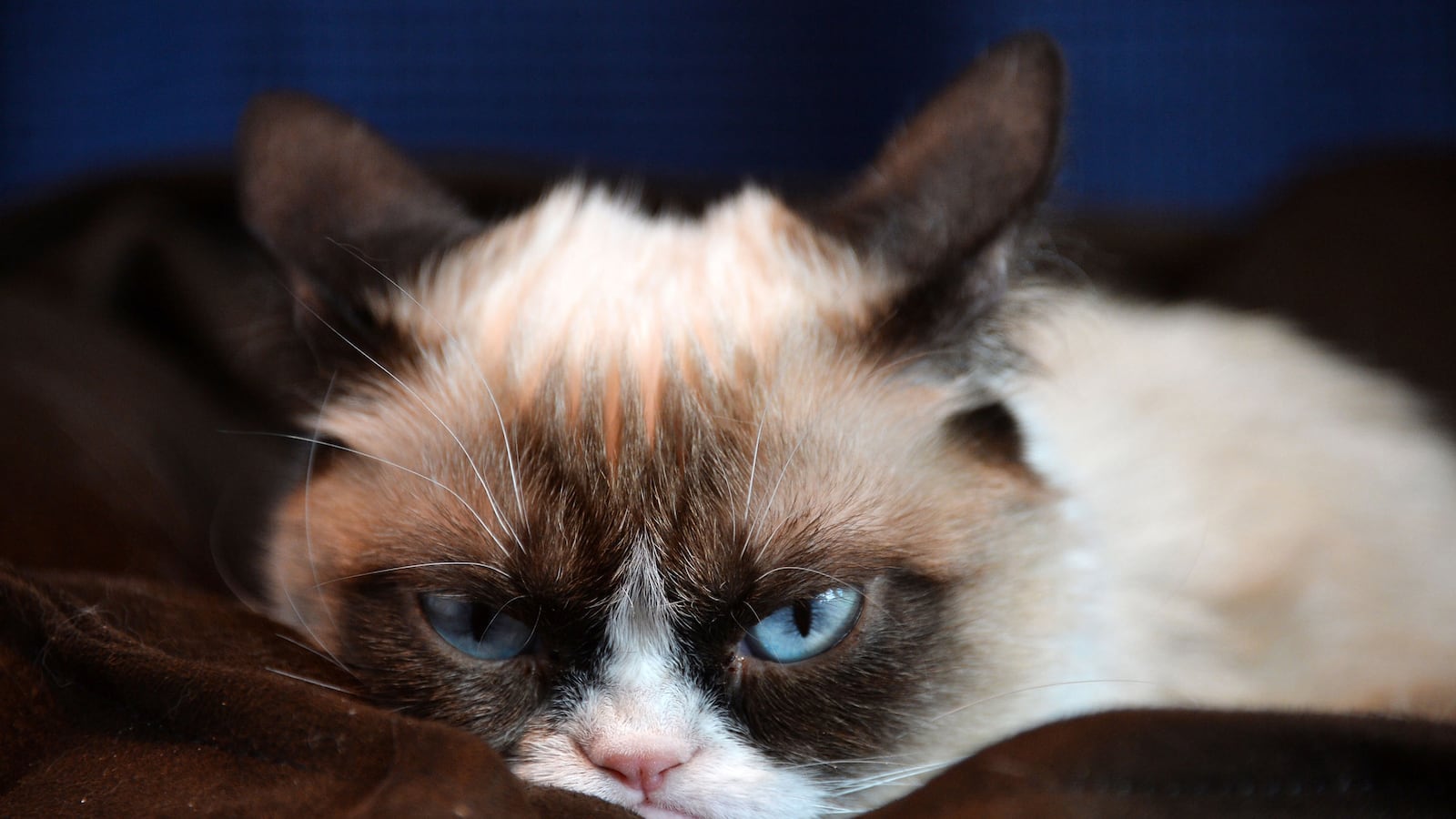 articles/2013/08/07/grumppuccino-a-look-at-the-new-coffee-line-by-famed-internet-meme-grumpy-cat/130806-grumpy-cat-coffee-stern-tease_wdfmno