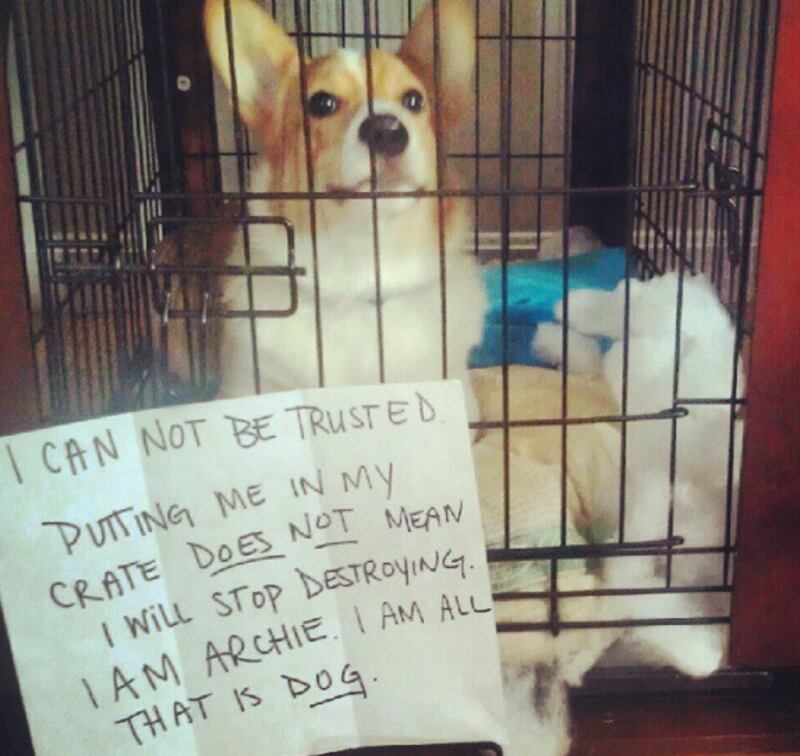 articles/2012/11/19/dog-shaming/Screen_Shot_2012-11-19_at_2.32.59_PM_niaikh