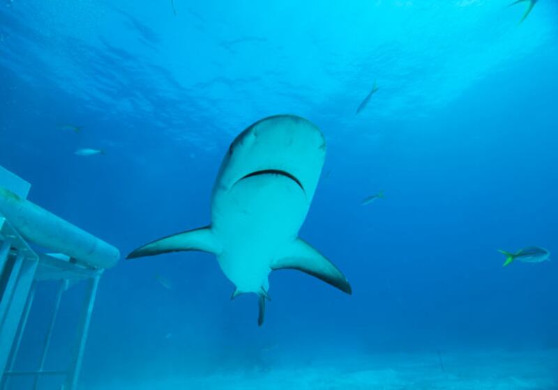 galleries/2010/06/29/shark-week/shark-week---2_yqaauu
