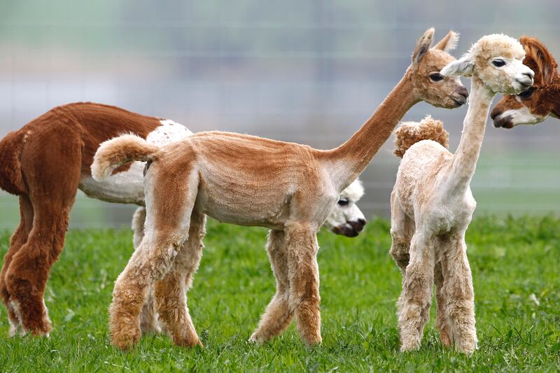 galleries/2013/12/26/the-best-beasts-of-2013-photos/beast-beast-bb-alpaca_u6joud