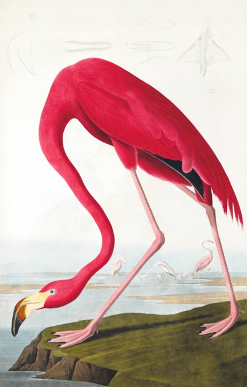 galleries/2012/01/15/christie-s-auctions-audubon-s-birds-of-america-priciest-book-ever/audubon-gal-american-flamingo_eg57gs