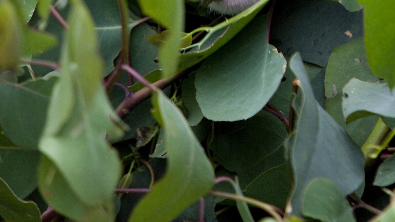 cheats/2013/10/24/oh-look-money-does-grow-on-trees/131024-eucalyptus-leaves-weird-cheat_mxtnwf