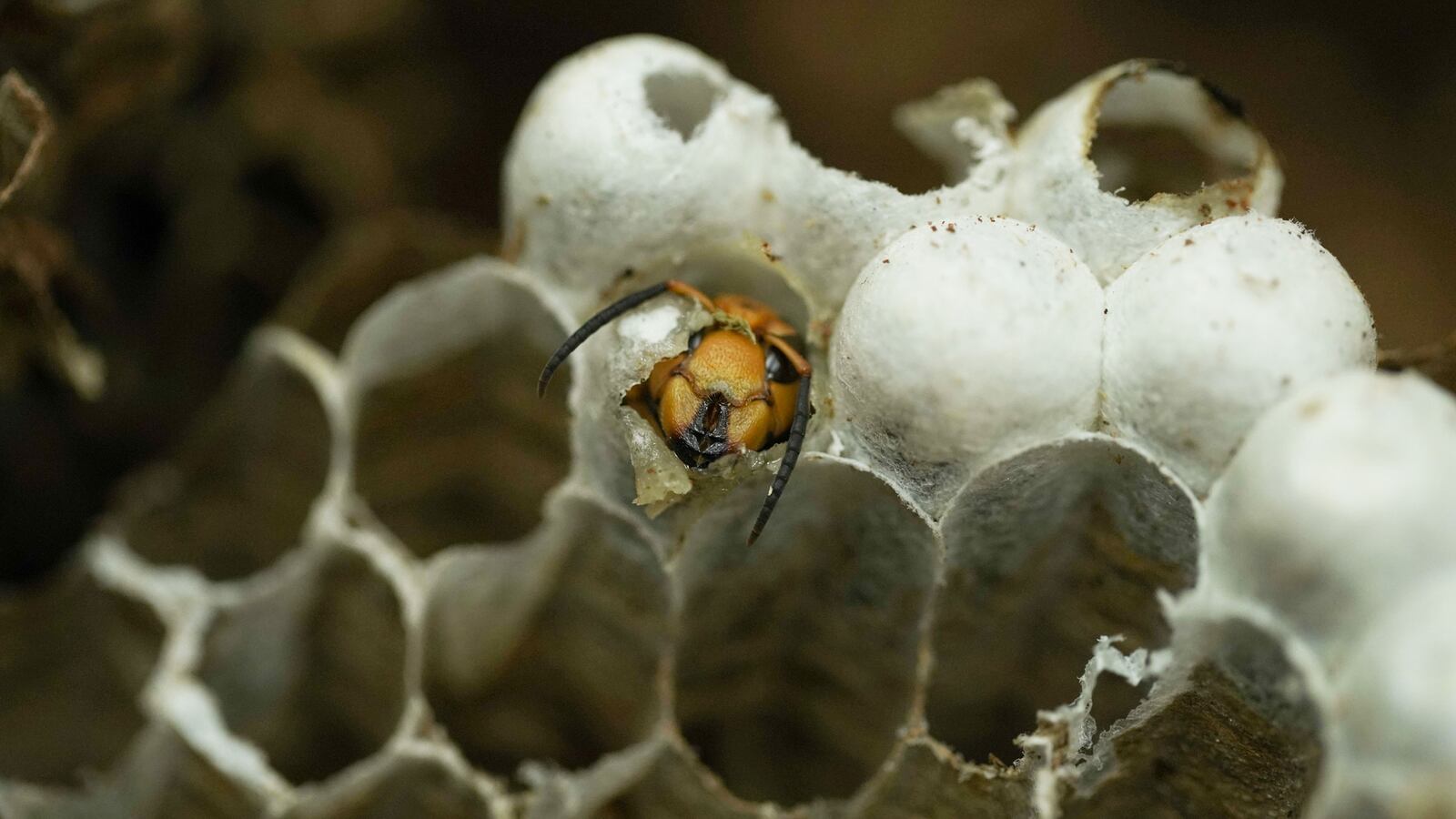 210212-Schager-Attack-of-the-murder-hornets-tease_nu1zuv