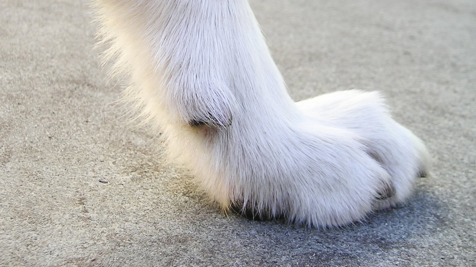 Dog paw