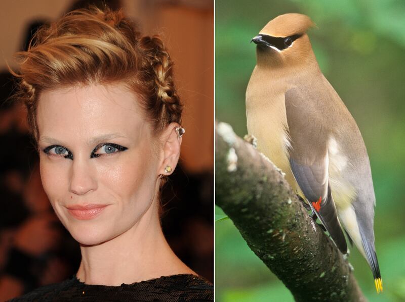 galleries/2013/05/07/met-gala-2013-guests-who-looked-like-animals/130507-gal-gala-animal-jones_nvq0dy