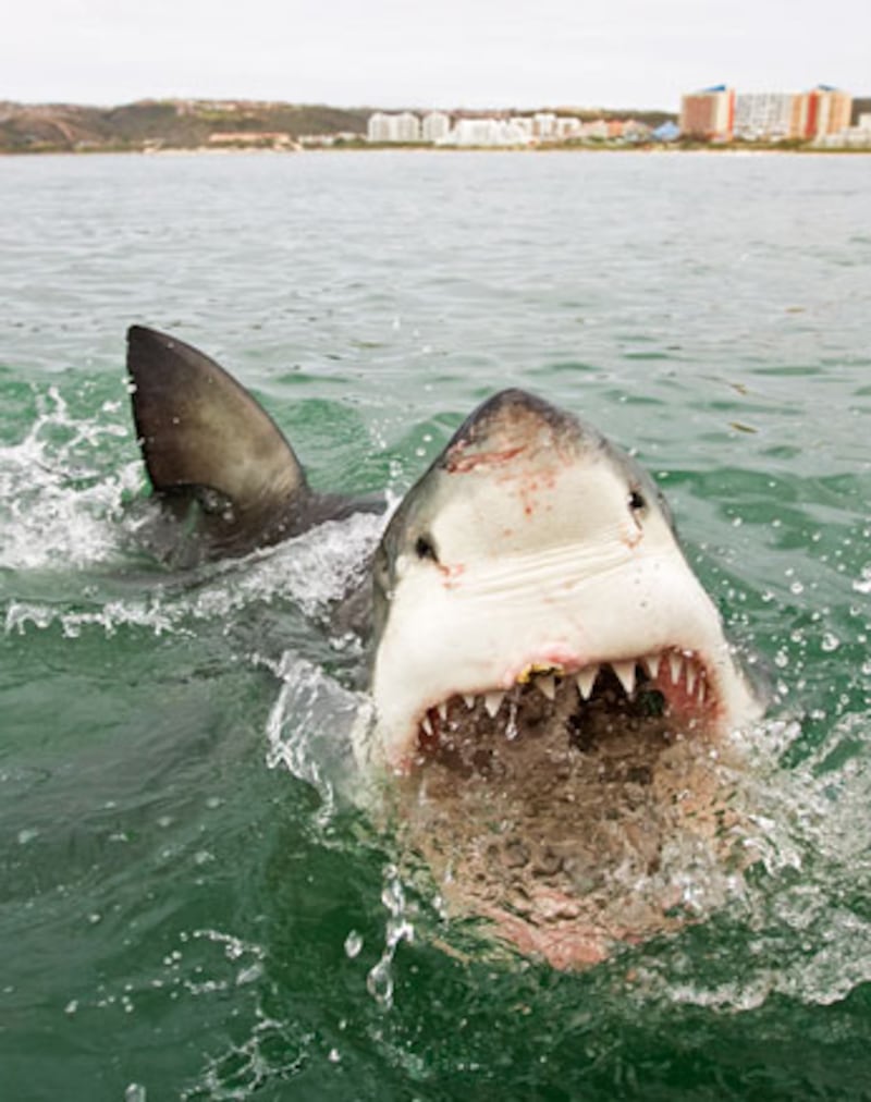 galleries/2010/06/29/shark-week/shark-week---6_do7dz9