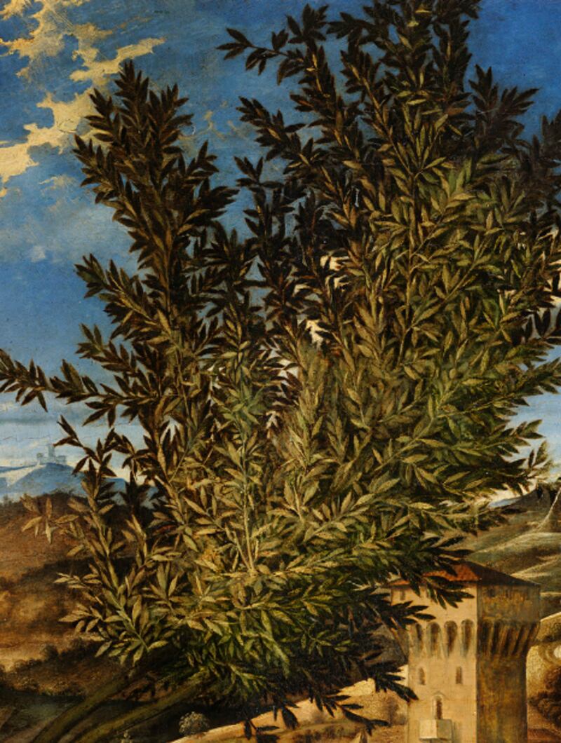 galleries/2011/06/30/giovanni-bellini/bellini-tree-gallery_ez1gdi