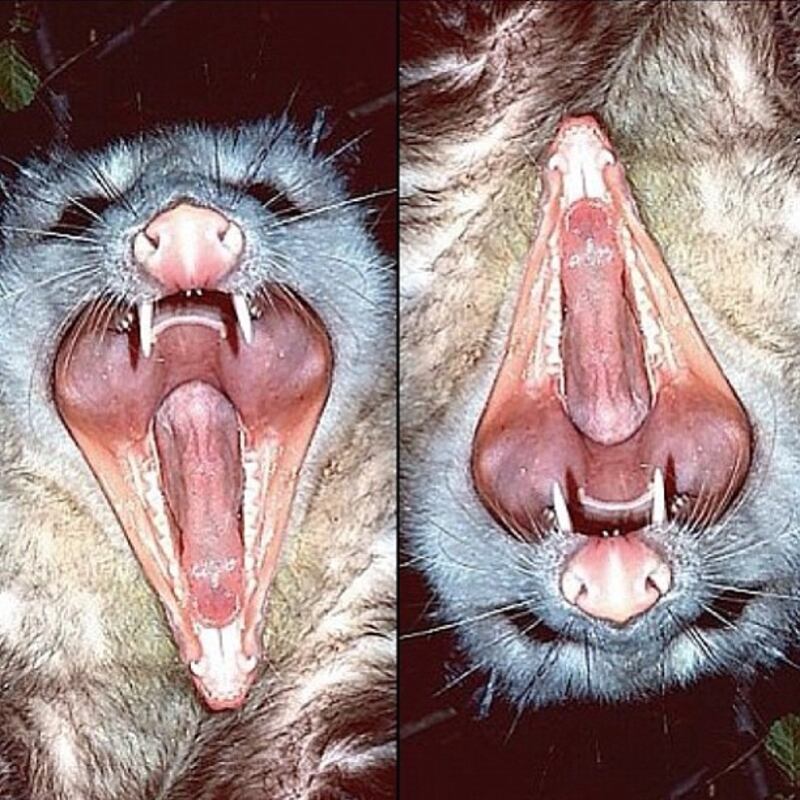 galleries/2013/07/26/that-looks-like-a-dick-instagram-account-penis-pics-everywhere/that-looks-like-a_dick-instagram-10_an9gct