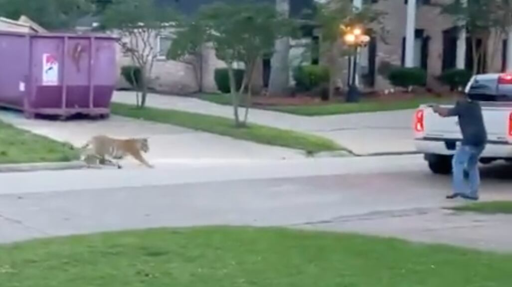 Screen_Shot_2021-05-10_at_14.19.10_zlmznt