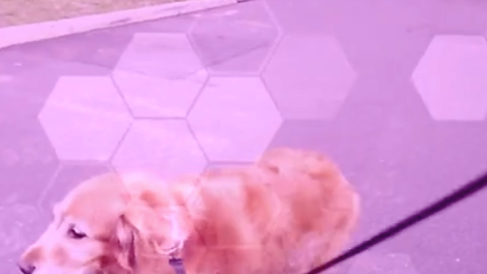 articles/2014/05/24/the-pitt-mcconaughey-beer-toss-dog-walking-drones-and-more-viral-videos/140523_wivv_drone_walk_tease_if7dqk