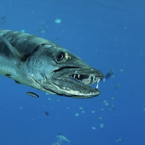 Barracuda