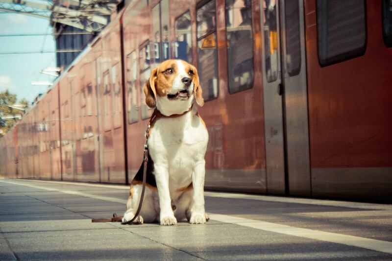articles/2013/08/31/dogs-on-amtrak-yay-or-nay-take-our-poll/130829-pets-on-trains-poll-tease_tvhb0w