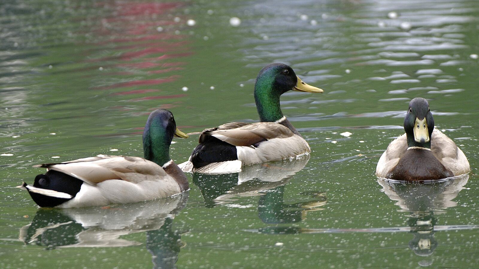 GettyImages-85956987_j3smfm