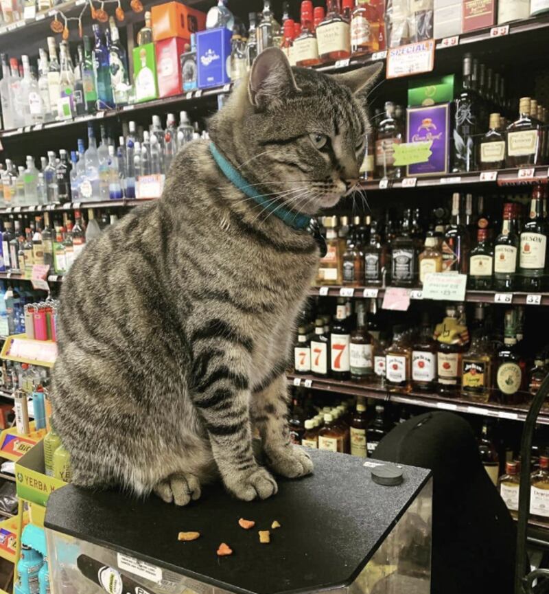 Nine-year-old KitKat was killed by a self-driving Waymo Taxi on Monday.