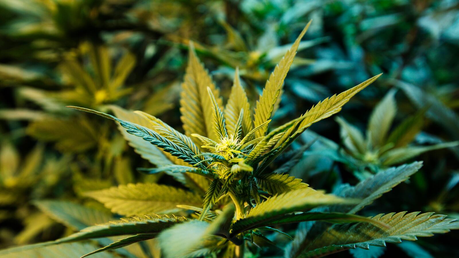 articles/2013/06/26/marijuana-related-stocks-are-on-the-rise-so-should-you-invest/130625-pot-stock-ross-tease_p5lylw