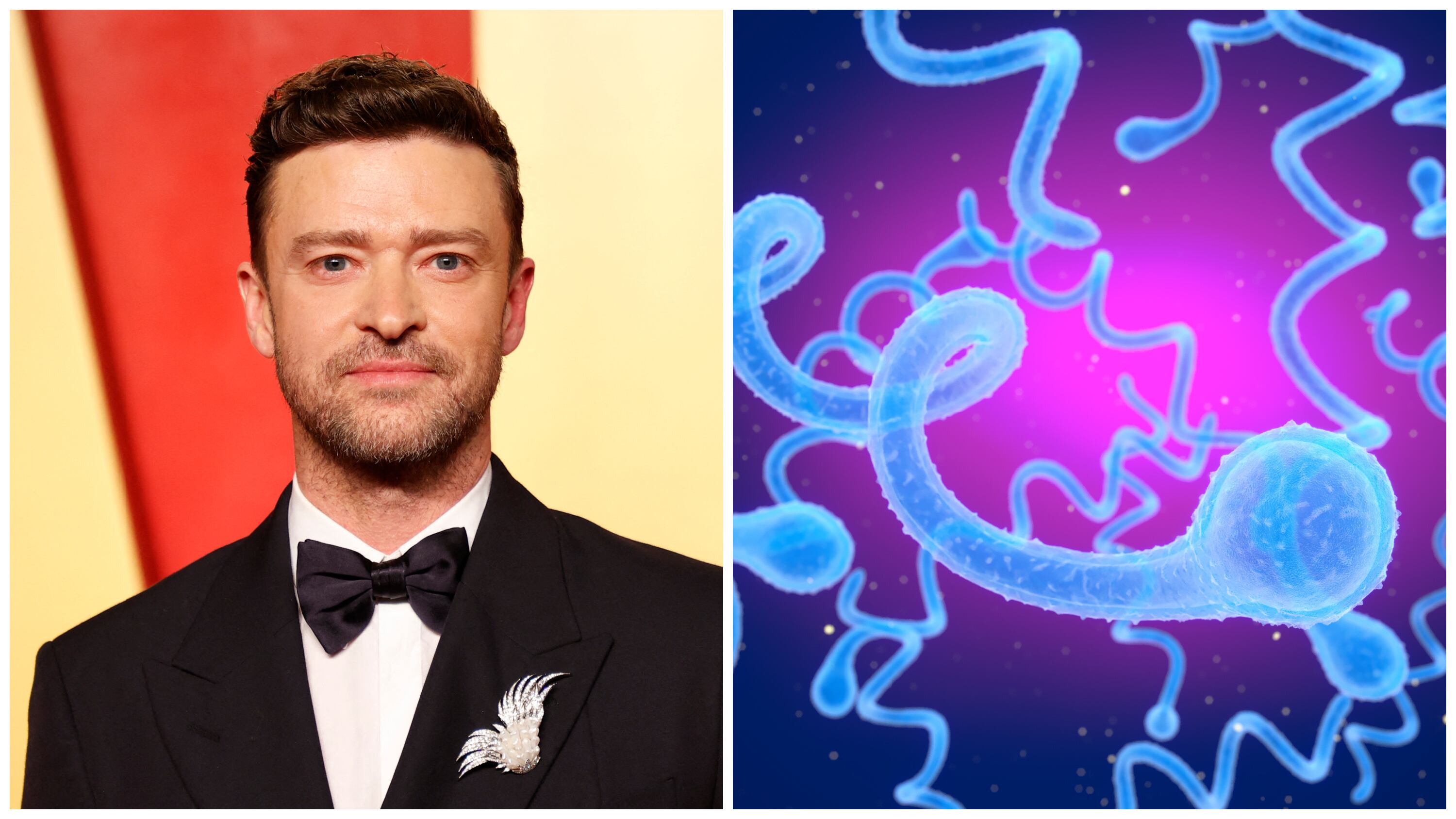 Justin Timberlake (left); the Spirochaete Borrelia bacteria, which causes Lyme disease (right)