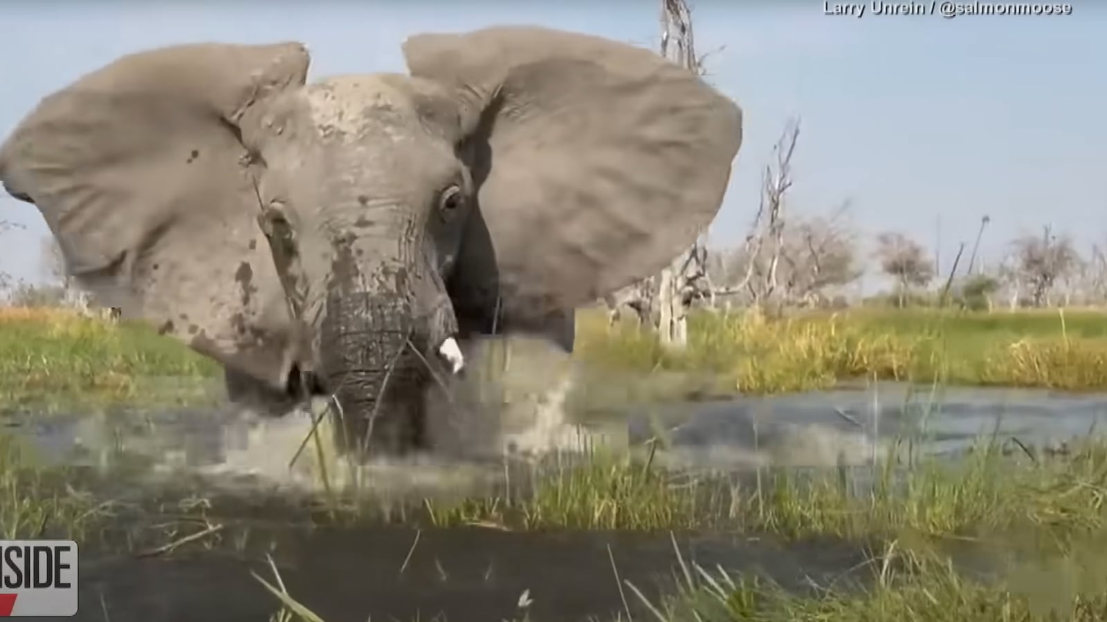 Wild Footage as Elephant Charges at Tourists in Flimsy Canoe