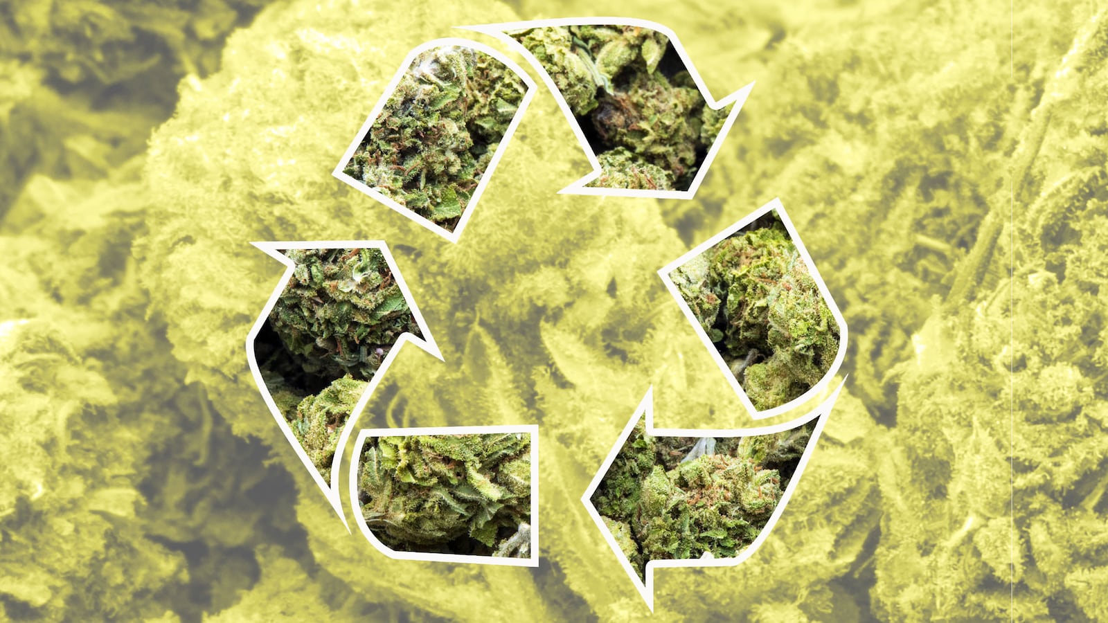 170615-baca-pot-regualtion-tease_zdroub