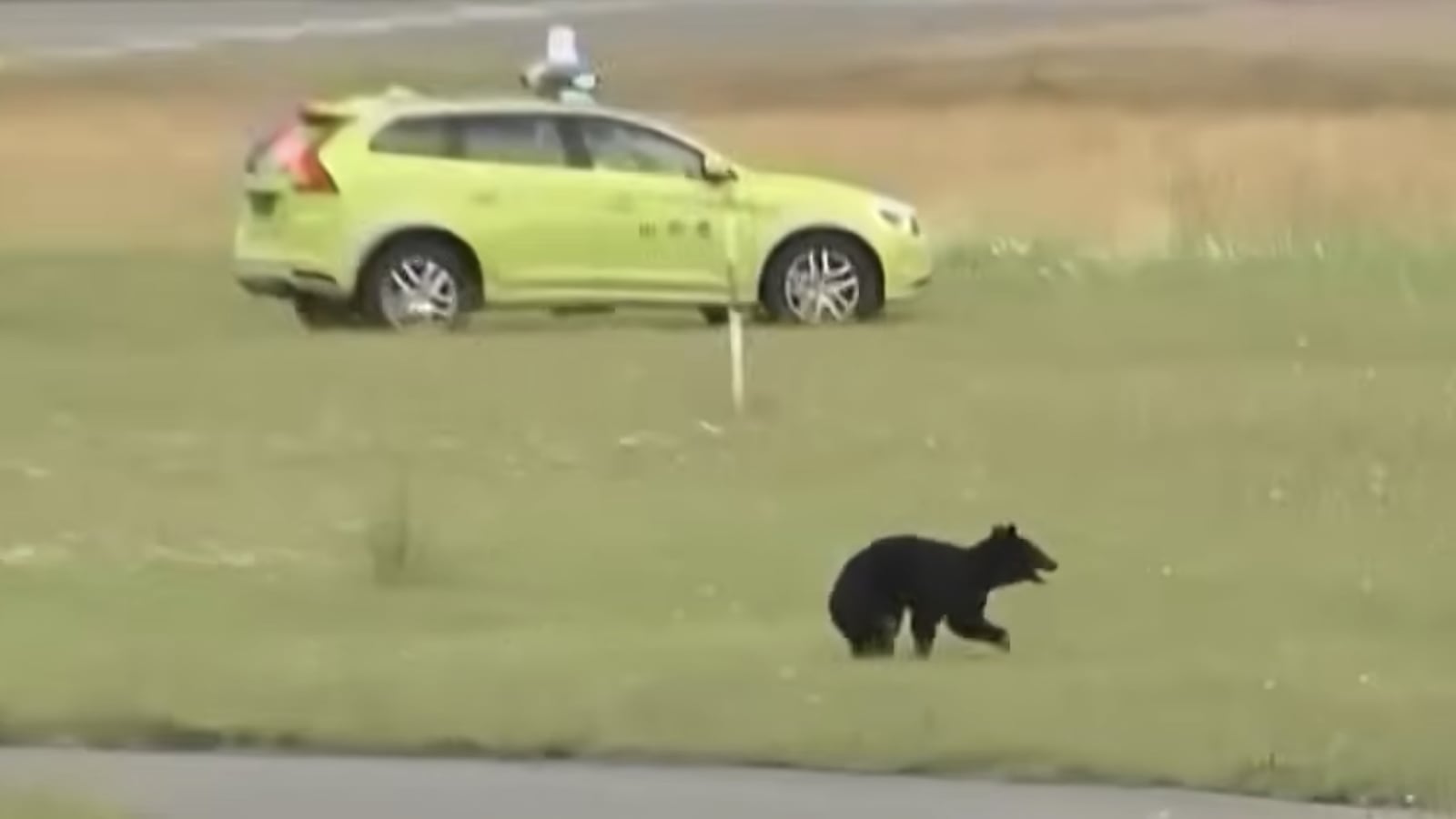 A black bear at Yamagata airport in Japan.