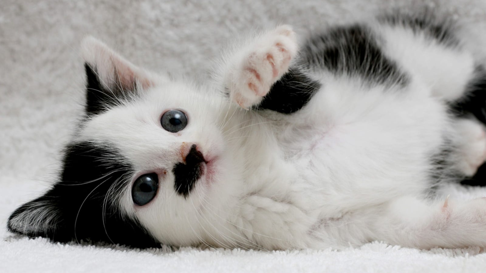 cheats/2011/07/29/no-one-will-adopt-hitler-cat/kitler-cheat_ay2yqz